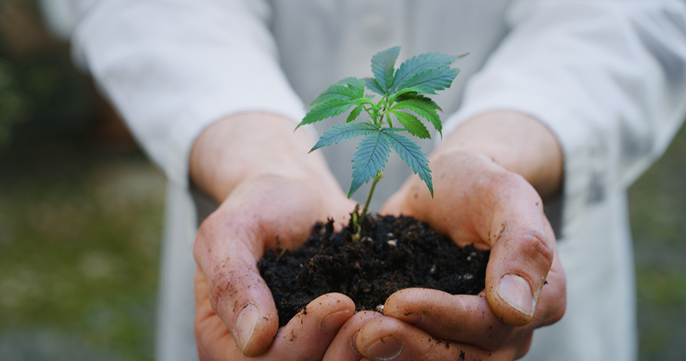 Close up of scientist hands keeping a seedling of a hemp plant