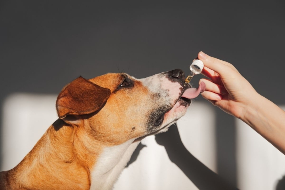 A dog licking CBD oil