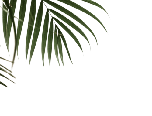Green plant leaves on a transparent background