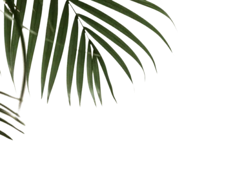 Green plant leaves on a transparent background