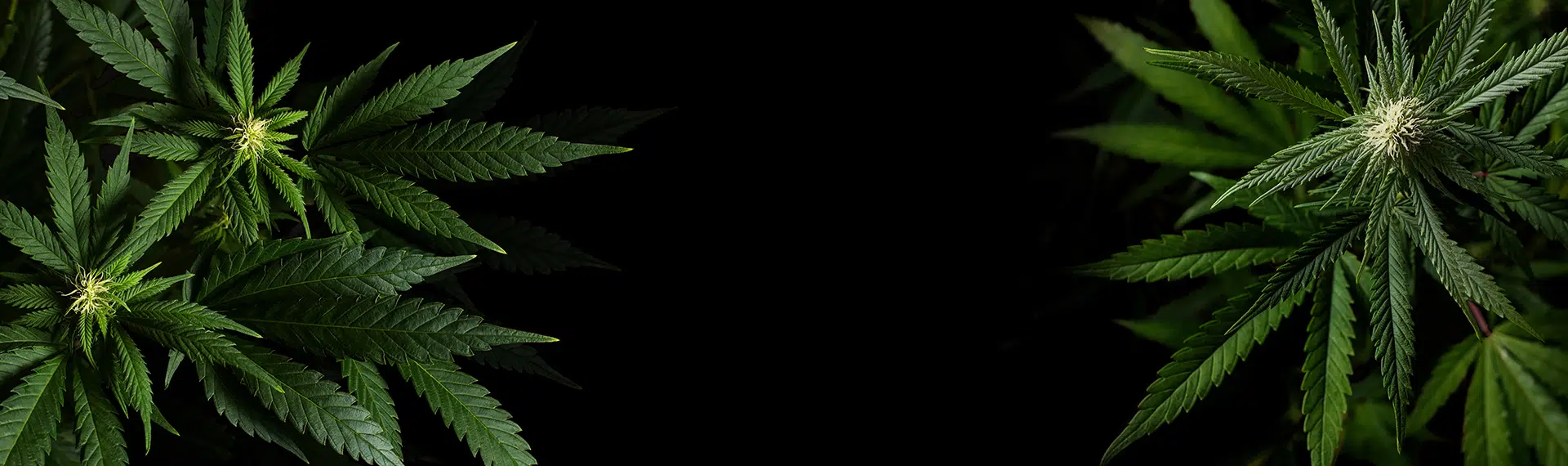 Cannabis leaves on a dark background