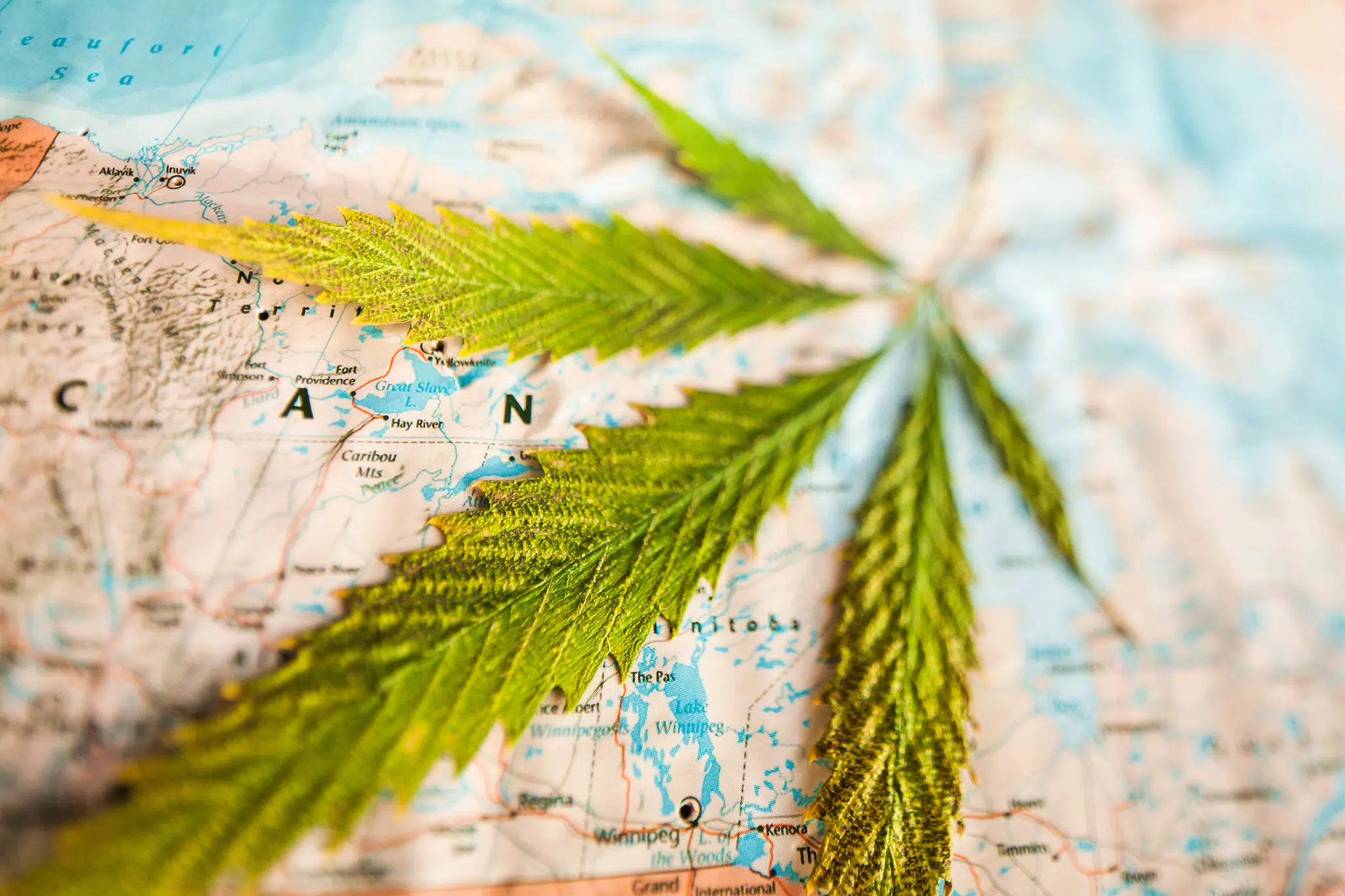 Cannabis leaf resting on a globe